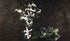Arboleda / Grove